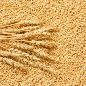 Wheat Grains